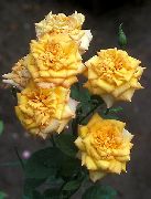 снимка жълт Цвете Grandi Флора Роза