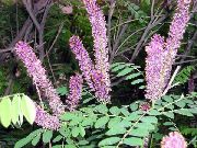 ライラック インディゴブッシュ、偽藍、ろくでなし藍、川イナゴ 庭の花 フォト