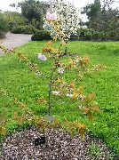 foto rosa Blume Prunus, Pflaumenbaum