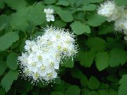  -     -   ()  ,    Spiraea