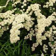  -     -   ()  ,   Snowmound - Spiraea nipponica Snowmound