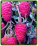 Московский великан