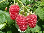 Осеннее блаженство (Autumn Bliss)