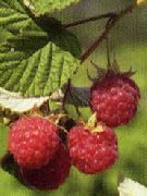 Зоренька Алтая