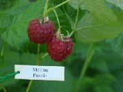 Молинг Промис