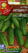 Антошка F1