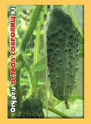 Остров сокровищ F1