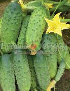 Соленые уши