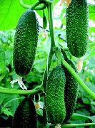 Чебоксарец