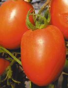 Король рынка №I F1