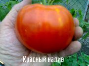 Красный налив