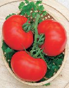 Ред Манул F1