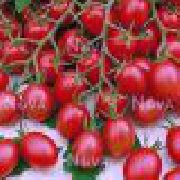 Черри Рио F1