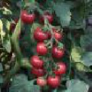 Черри Роза F1