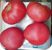 Пинк Мэджик F1