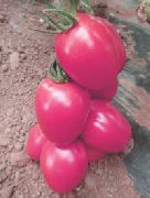 Пинк Пионер F1