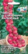 Спрут черри малиновый F1