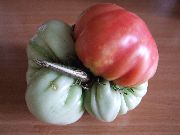 ���� ������, �������� ������� ���� ����, 