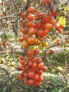 Киш-миш красный F1