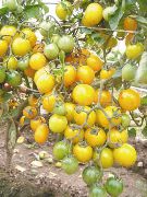 Киш-миш желтый F1