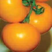 Оранжевый Бой F1