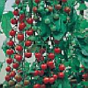 Черриколло F1