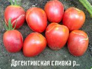 Аргентинская сливка розовая