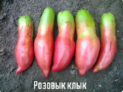 Розовый клык