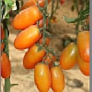 Черри Лиза F1