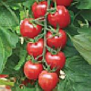 Черри Ликопа F1