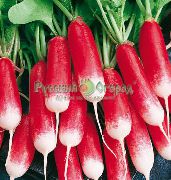 ����������� ������� F1