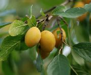 Золотая капля