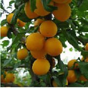 ���� ���� ������� �����-���������� �����, ������� � ������