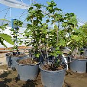 Маленький принц