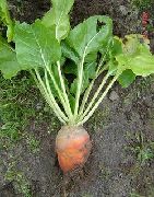 Жамон (кормовая)