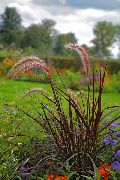  () Panicum