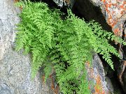 nuotrauka šviesiai žalia augalas Trapūs Pūslės Papartis, Trapi Papartis, Trapūs Papartis
