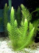 grøn Coontail, Hornwort Plante foto