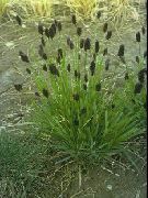 fotoğraf yeşil Bitki Mavi Moor-Çimen