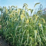 fotografija zelena Rastlina Lisičjega Repa Proso