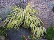 снимка пъстър Растение Хаконе Трева, Японски Гора Трева