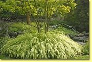 снимка светло зелено Растение Хаконе Трева, Японски Гора Трева