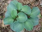 nuotrauka Gyslotis Lelija augalas (lapinės dekoratyviniai augalai)