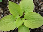 licht groen Weegbree Lelie Plant foto