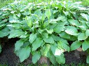 verde Lírio Banana Planta foto