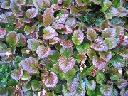 foto variegato Impianto Schizocodon