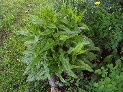 зелен Кървава Лапад, Червени Жилки Лапад, Bloodwort Растение снимка