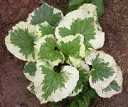 foto Siberian Bugloss, Falska Förgätmigej Inte, Perenn Förgätmigej Inte Växt (dekorativbladiga)