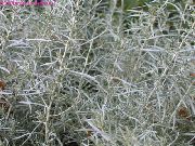 foto srebrnast  Helichrysum, Curry Biljka, Smilje
