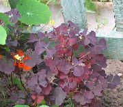 foto Harsyra, Pingst Blomma, Grön Snobb, Törnrosa Växt (lummiga prydnadsväxter)